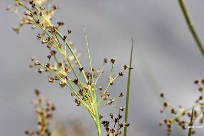 Veldrus   Juncus acutiflorus .JPG