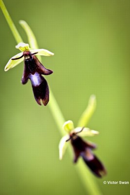 Vliegenorchis - Ophrys insectifera.JPG