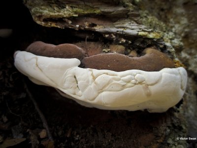 Dikrandtonderzwam - Ganoderma adspersum.JPG