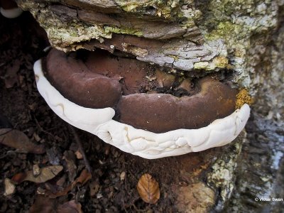 Dikrandtonderzwam - Ganoderma adspersum.JPG