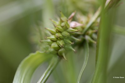 Geelgroene zegge  Carex demissa.JPG