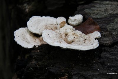 Witte bultzwam - Trametes gibbosa .JPG