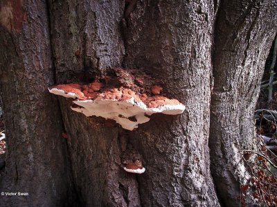 Dikrandtonderzwam - Ganoderma adspersum.JPG