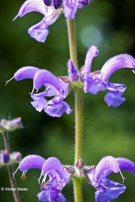 Veldsalie - Salvia pratensis.JPG