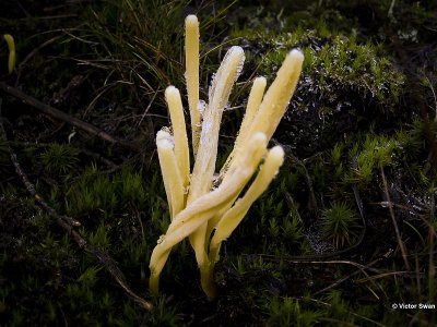 Heideknotszwam Clavaria argillacea .JPG