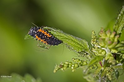 Veelkleurig Aziatisch Lieveheersbeestje Harmonia axyridis larve .JPG
