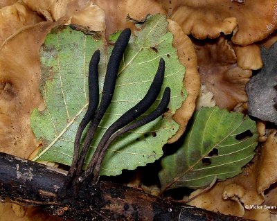 Esdoornhoutknotszwam Xylaria longipes.JPG