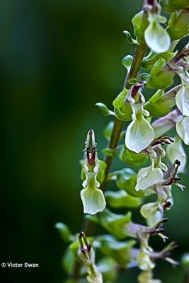 Valse salie Teucrium scorodonia.JPG