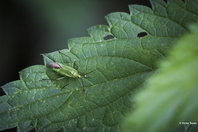 Luzernesierblindwants - Adelphocoris lineolatus.JPG