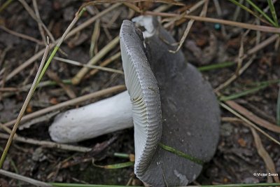 Berijpte Russula - Russula parazureak.JPG