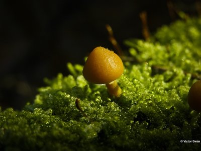 Bundelmosklokje - Galerina marginata .JPG