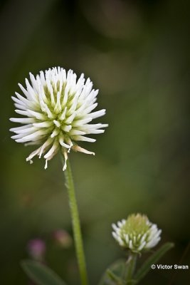 Bergklaver  Trifolium montanum.JPG