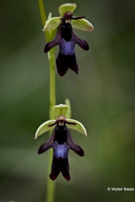 Vliegenorchis  Ophrys insectifera.JPG