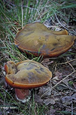 Gewone heksenboleet Boletus erythropus.JPG