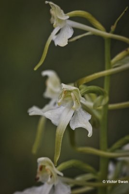 Bergnachtorchis  Platanthera chlorantha.JPG