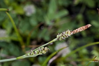 Blauwe zegge  Carex panicea.JPG