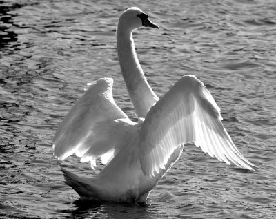 swan_bathing_b&w