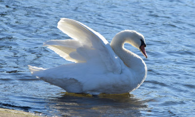 Swan_relaxing.jpg