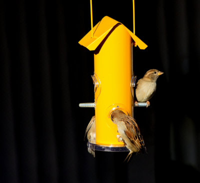 Little_Birds_Eating_and_Relaxing._