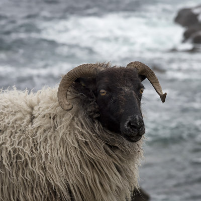 Achill Ram