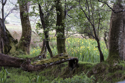 Glenade - Trunks and Flowers