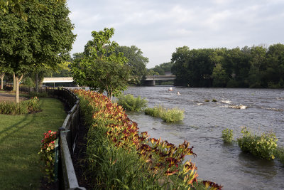 Fox River Flood Flowers