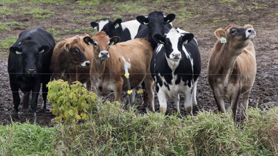 Morning Cows