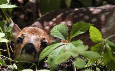 Fawn Face