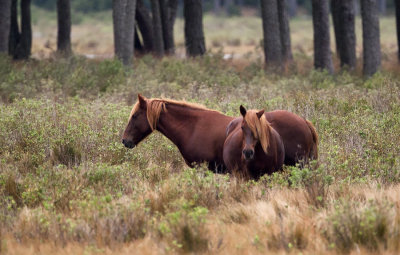 Assateague Ponies