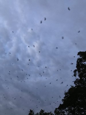 Thousands of bats coming out at dusk