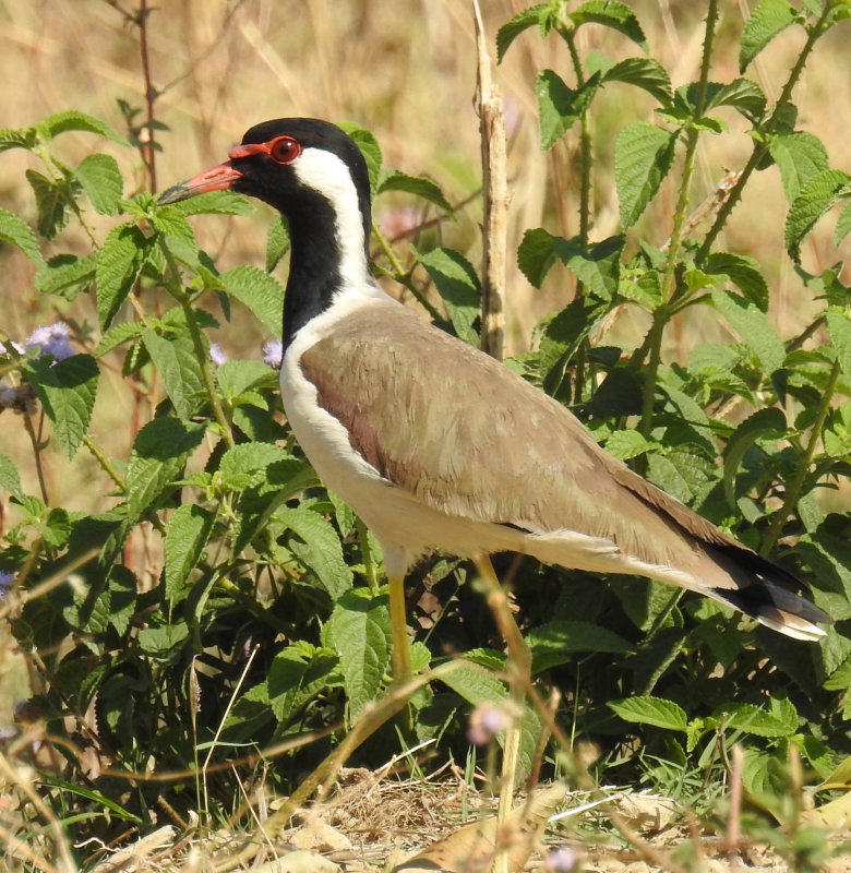 Red-wattled lapwing 