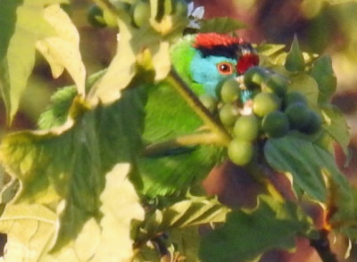 Blue-throated barbet 