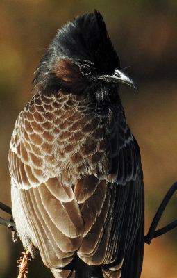 Red-vented bulbul 