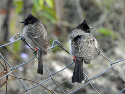 Red-vented bulbul 