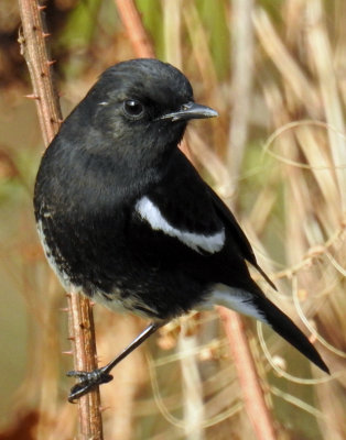 Pied Bushchat