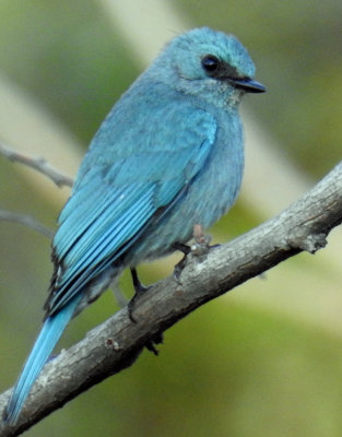 Verditer flycatcher 