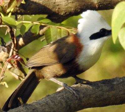White-crested laughingthrush 