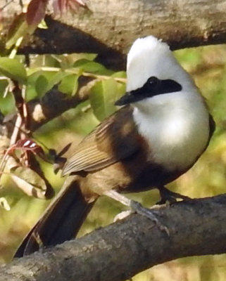 White-Crested Laughingthrush