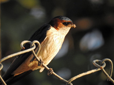 Red-rumped swallow 