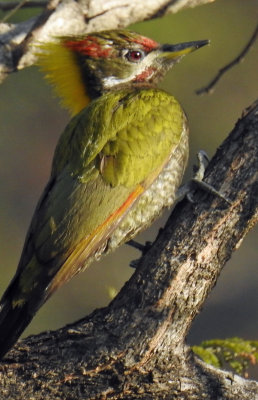 Lesser Yellownape 