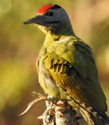 Grey-Headed Woodpecker