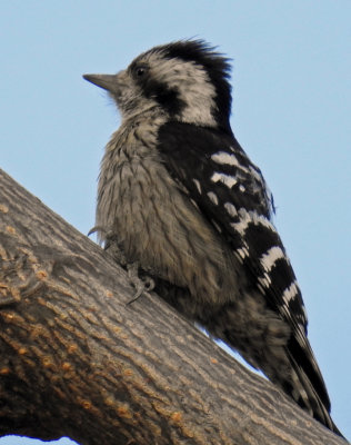 Grey-capped pygmy woodpecker (female) 