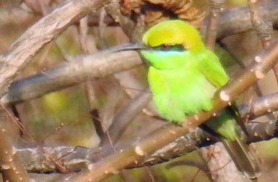 Green bee eater (juvenile) 