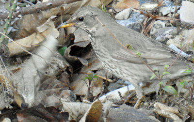 Black Throated Thrush