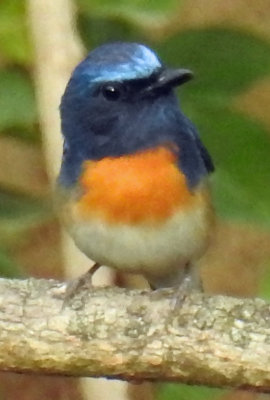 Blue-throated flycatcher