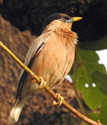 Brahminy starling 