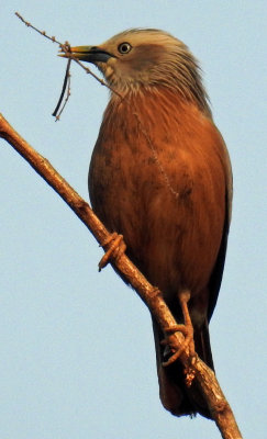 Chestnut-tailed starling 