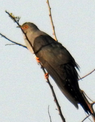 Eurasion Cuckoo