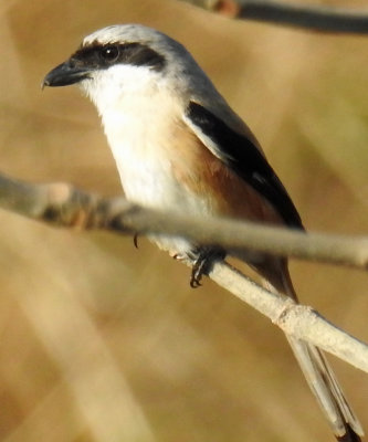 Long-tailed shrike 