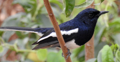 Oriental Magpie Robin 